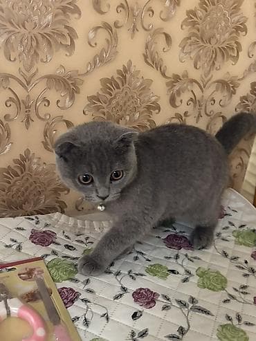 şotlan pişik: Şotland yastı qulaq — 5