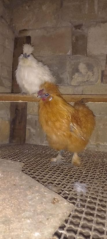 z fold 2 qiymeti: PonPon xoruzu 40 azn — 4