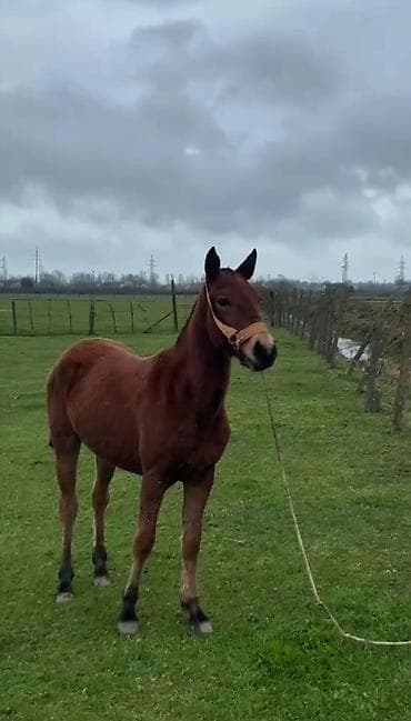 at satsi: Dişi, il: 1, Ünvandan götürmə — 1