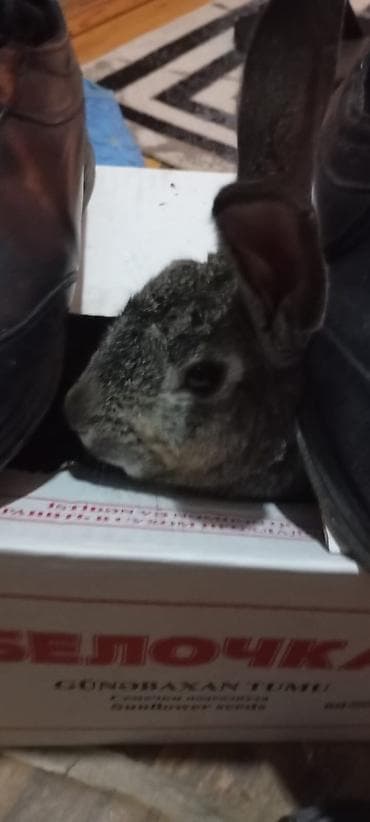 itler sekilleri: Evdə bəslənmiş dovşan - Növ: ev dovşanı - Rəng: boz-gümüşü - — 3