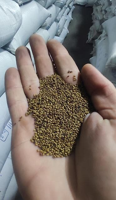 Pişiklər: Salam əziz əkinçilər sizləri yerli və maqnitdən çıxma yonca toxumu — 4