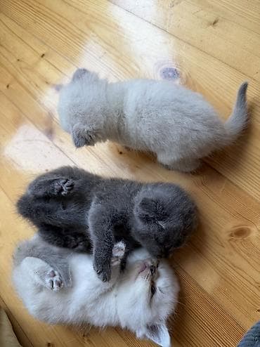 bərdə broyler: Şotland yastı qulaq, Yaxşı əllərə — 9