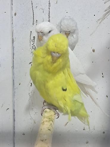 Jumba balalar satılır və jumba və karella lalafo.az -da Jumba balalar satılır və jumba və karella