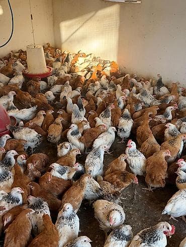 Satış: əti-yumurta yönümlü kənd toyuqları (qarışıq rənglər: ağ-qara — 3