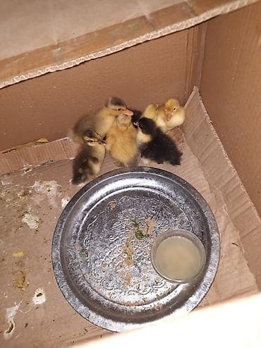 keci seki: Məhsul: Ördək balaları Təsvir: - Şəkillərdə müxtəlif rəngli (sarı — 3