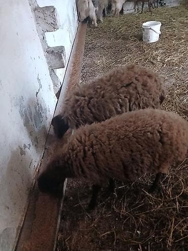 ucuz quzu: Iki baş qala cinsi ekizdilər 11 ayLlqdlLar qiymet birine aiddir.qoc — 2