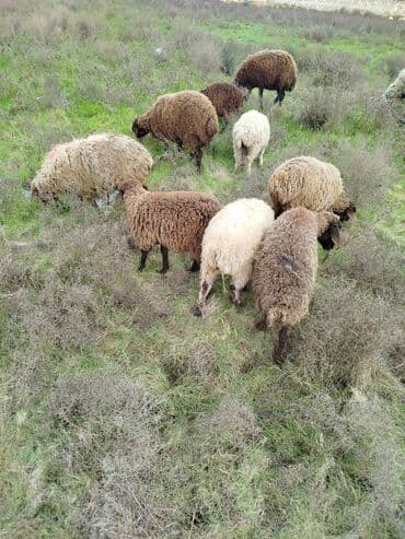 yuxuda ördek balası görmek: Qoyun sürüsü satılır - Növlər: yerli qarışıq cinslər (qəhvəyi, krem — 1