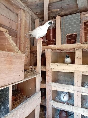 lalafo quşlar: 5 goyərcindi 5 idə erkəkdir. Kom 35 manatdır tək tək qiymət — 4