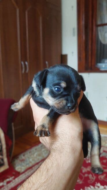 Heyvanlar üçün mallar: Miniatür pinçer, Peyvəndli — 4