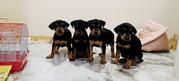 dober: Doberman, 2 ay, Dişi, Pulsuz çatdırılma — 5