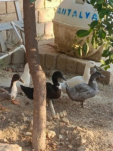 lavanda ördəyi: Görduyunuz kurt ördəy Erkəy macar lal ördək 11 dənə də böyuk səsli — 1