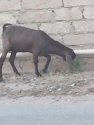 Qoyunlar, qoçlar: Saf qan təmiz hələb təkəsi, onnan dönmə çəpişlər, Ana-bala qoyunlar. 2 — 7