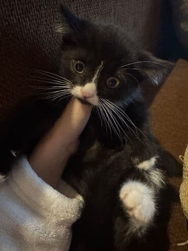 Pişiklər: Erkək, Yaxşı əllərə, Ünvandan götürmə, Pulsuz çatdırılma — 2