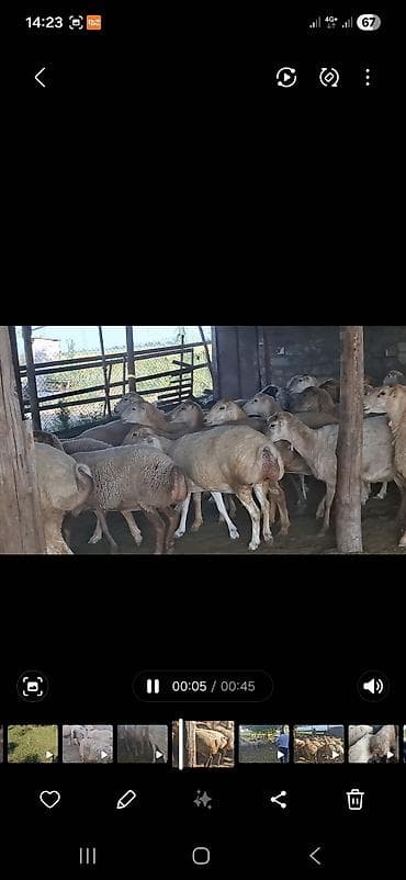 qoyun surusu satilir: 2 avqus 600 bas satlir barter var - Cins: quyruqlu (yağlı quyruq) — 5