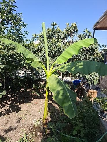 Banana ağacı (bar veren sort)– bağ üçün dekorativ bitki Bitki hazır lalafo.az -da Banana ağacı (bar veren sort)– bağ üçün dekorativ bitki Bitki hazır