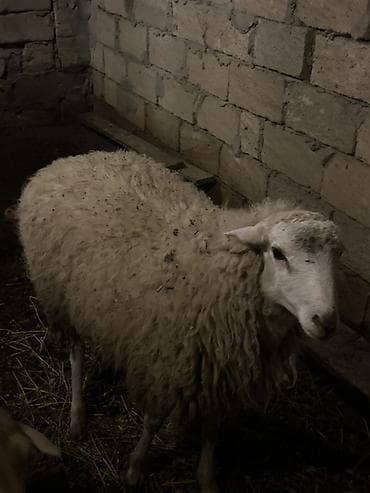 10 ayliq erkek quzu satilir 42 43 kq cekisi var