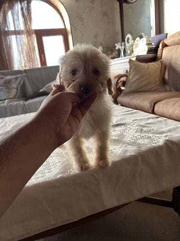 heyvan: Malta bolonka, 2 ay, Dişi — 6