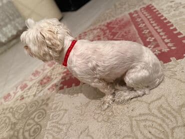 породистые собаки в добрые руки: Malta bolonka, 2 il, Dişi, Sənədli — 5