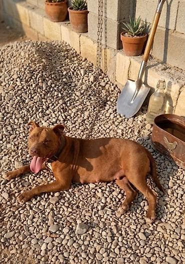 Pitbul, Dişi lalafo.az -da Pitbul, Dişi