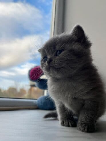 azeri it adlari: Britan — 10