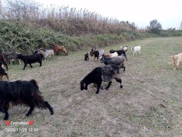 liqorin toyuqlari haqqinda melumat: Icinde bir heleb tekesi olmagla 20 bas dogar keci satilir. tam saglam — 2
