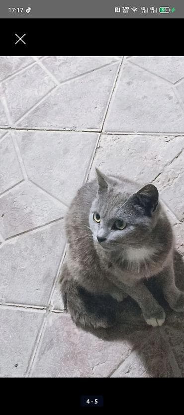 hamster satis: Şotland, Dişi, Ödənişli çatdırılma — 2