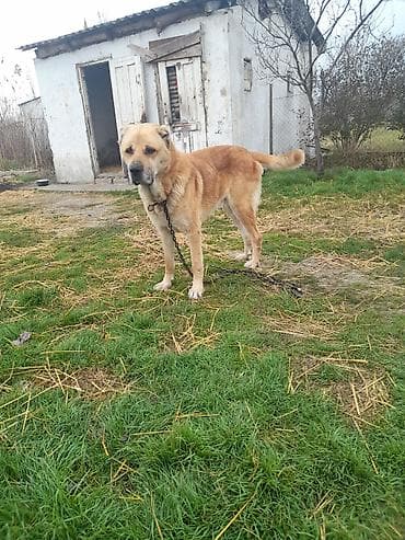 pomeranian spitz satisi: Salam tecili satllır 3 yaşı var töyqnanda deyşilir qiymet 300 azen — 3