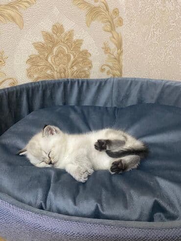 сколько стоит британский котёнок: Британская — 7