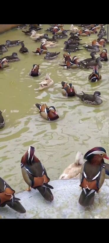 золотая шиншилла котенок: Другие птицы — 1