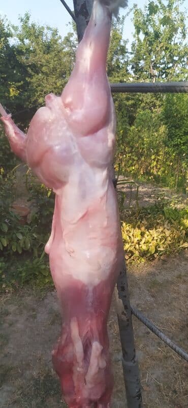 dovşan balaları: Məhsul: Təmizlənmiş dovşan cəmdəkləri Təsvir: - Şəkillərdə tam — 2