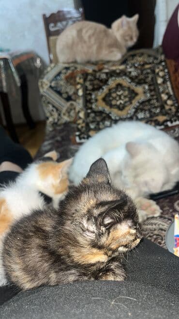 питомники кошек в баку: Турецкая ангора, Самец, Самка, В добрые руки, Самовывоз — 2