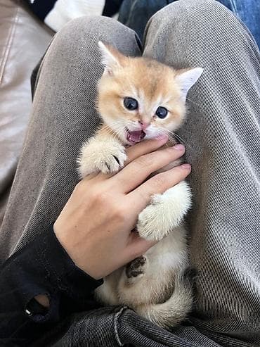 cins pişikler: Britan — 6