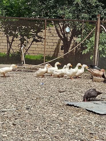 white duks: Ağ rəngli ördəklər – təsərrüfat üçün uyğun - Növ: ağ yerli/peykin — 2