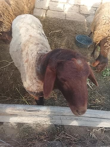 С/х животные и товары: 1 illik qoç qoyun qala sortu — 4