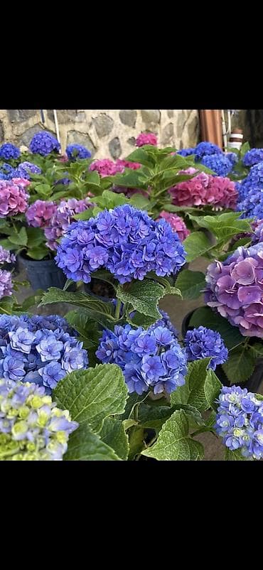 yaz gulləri: Məhsul: Saksıda hortensiya (Hydrangea) - Rənglər: mavi, bənövşəyi — 1