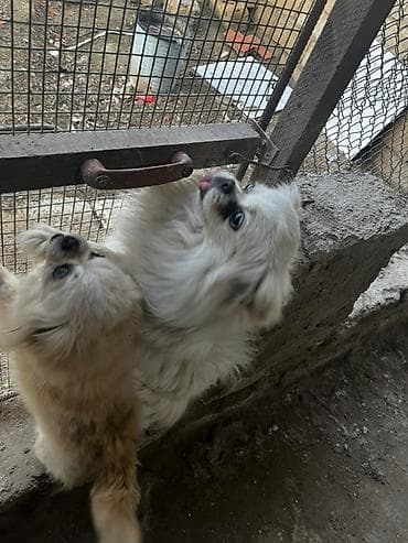 ag it: Pekines — 1
