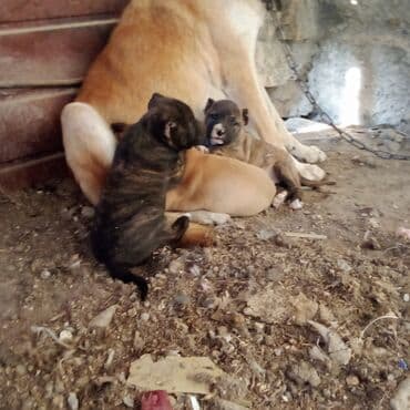 it sortları: Pitbul — 5