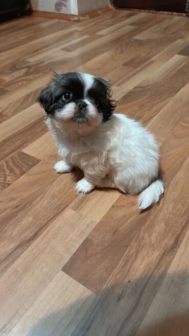 qax heyvanlar: Shi-tsu, 1 ay, Dişi, Peyvəndli, Ünvandan götürmə — 4