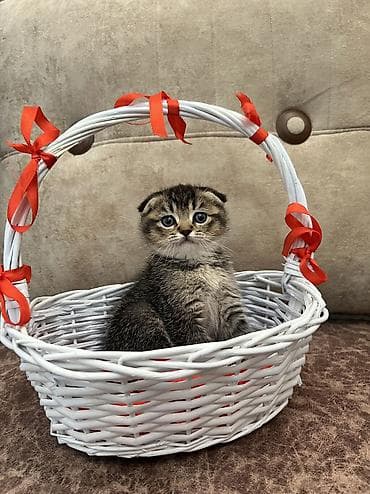 sabuncu heyvan bazari: Qızıl şinşilla, Dişi — 1