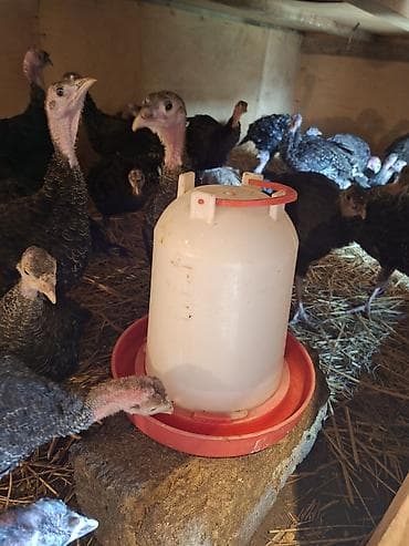 pitbull balasi satilir: Salam Təmiz qan Amerkan Bronz cinsli suretli böyüyən çox yumurtayan ev — 5