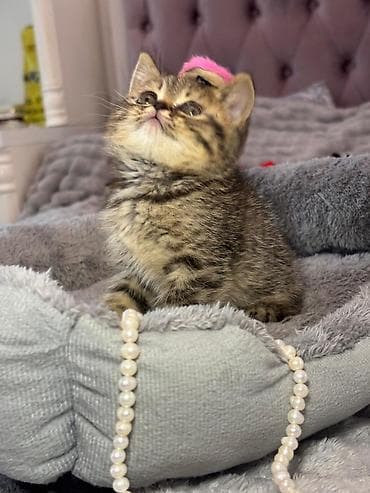 Digər heyvanlar: Şinşilla, Dişi, Yaxşı əllərə, Pulsuz çatdırılma — 3