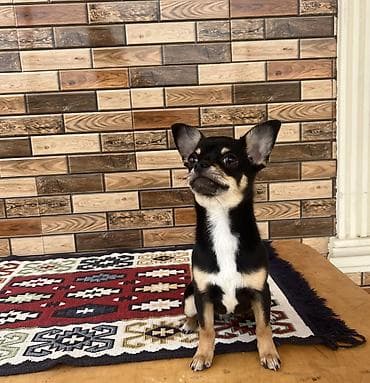 İtlər: Çixuahua, 6 ay, Erkek, Peyvəndli, Ödənişli çatdırılma — 9