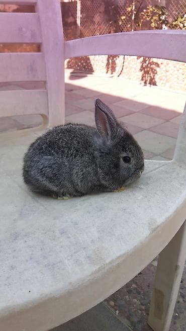 Кролики: Mini lop (aşağıqulaqlı) dekorativ dovşan balaları - Cins: Mini Lop — 8