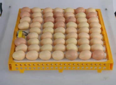 inkubator avadanlıqları satışı: Inkubator Rayonlara çatdırılma poct vasites ile heyata kechirilir 63 — 7