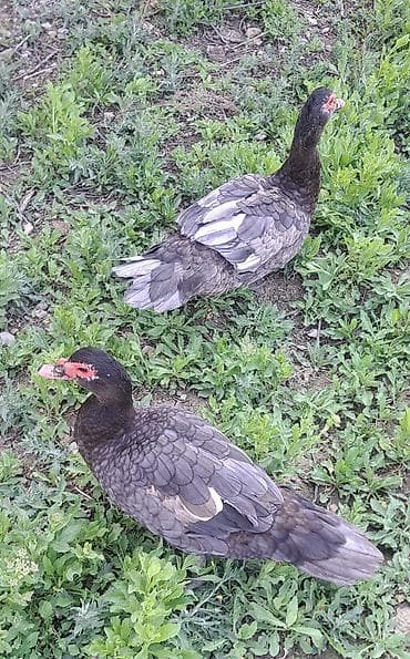 bala dovşanlar: Erkək, | Macar, Damazlıq, Pulsuz çatdırılma — 3