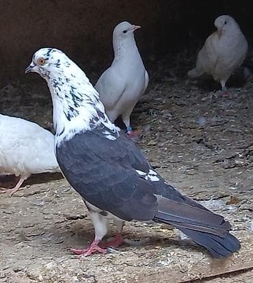 tutuquşu show jumbo: 3 gün qabaq tutulub qızğın erkeydi qiymet sondu qara çil saxlamiram — 1