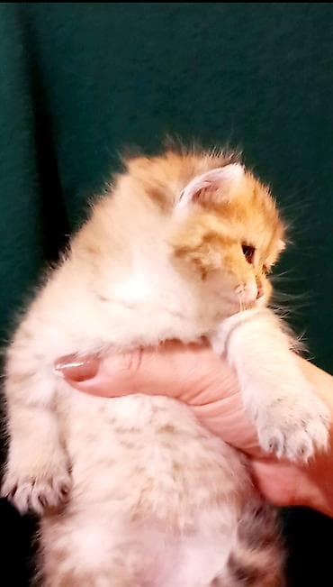 pişim: Britan, Erkək, Dişi, Ünvandan götürmə — 1