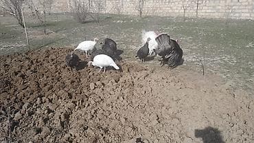 K/t heyvanları üçün mallar: 1il 2aylig heyvanlardi. 3erkey 7disidi. erkeyler 80manat. disiler — 1