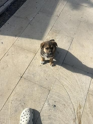 gencede heyvanlar: Alman çoban iti — 2