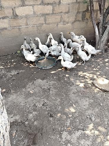 zümrüd ördək: Salam gorduyunuz pekin ordeyler satilir hamsi saqlam heyvanlardi yer — 5